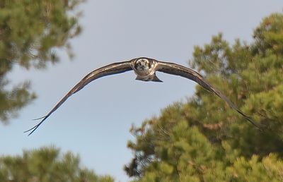 Osprey 