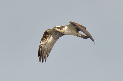 Osprey 