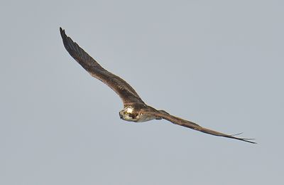 Osprey 