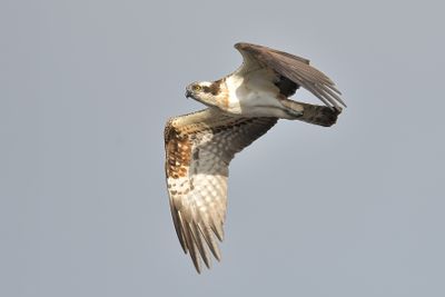 Osprey 