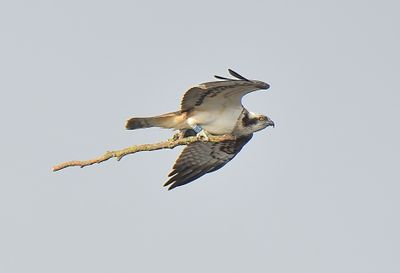 Osprey 