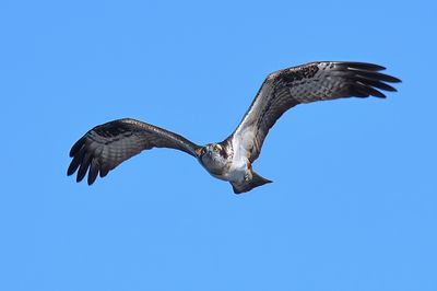 Osprey 