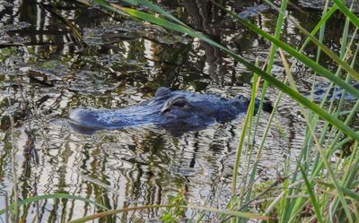Alligator