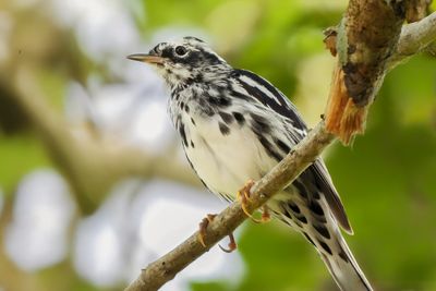 Black & White Warbler
