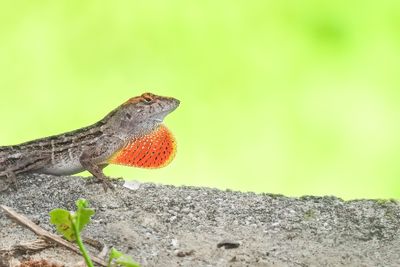 Brown Anole Lizard