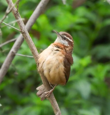 Carolina Wren