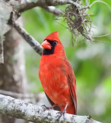 Northern Cardinal