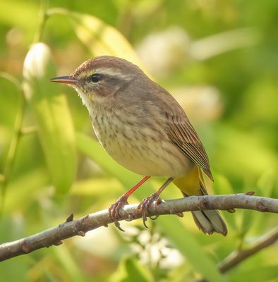 Palm Warbler