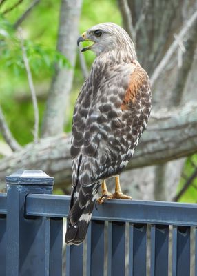 Red-shouldered Hawk