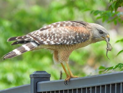 Red-shouldered Hawk