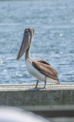 Brown Pelican