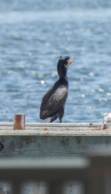 Double-crested Cormorant
