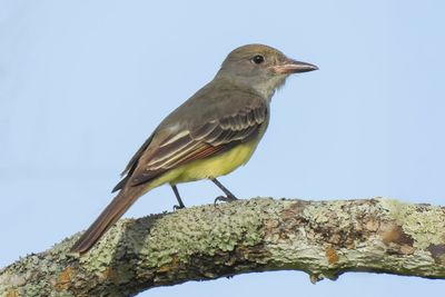Great Crested Flycatcher