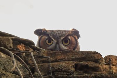 Great Horned Owl