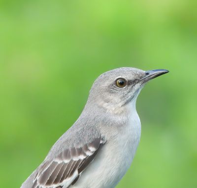 Northern Mockingbird