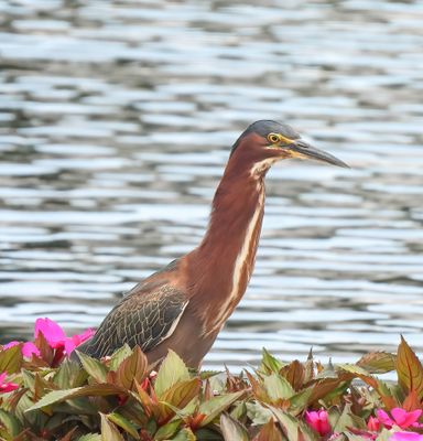 Green Heron