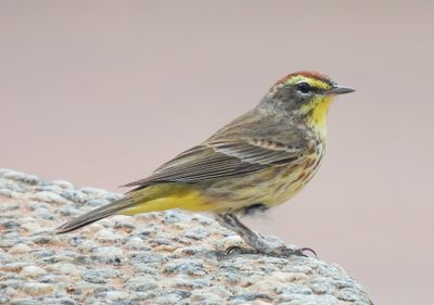 Palm Warbler