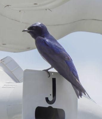 Purple Martin