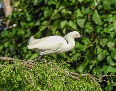 Snowy Egret