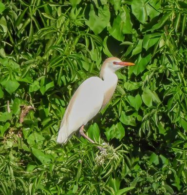 Cattle Egret