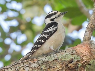 Downy Woodpecker