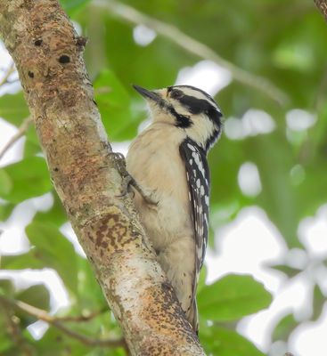 Downy Woodpecker