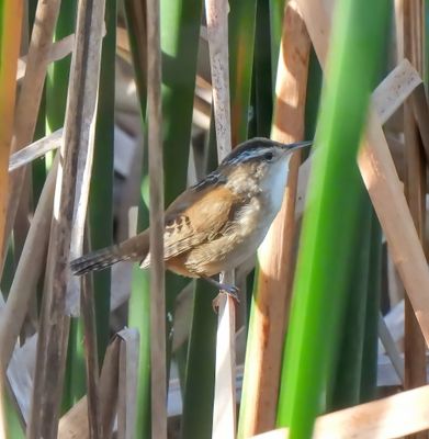 Marsh Wren