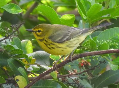 Prairie Warbler