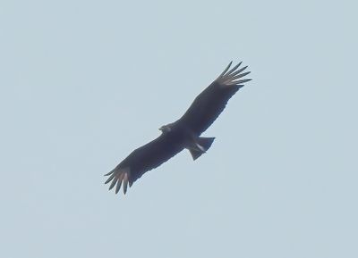 Black Vulture