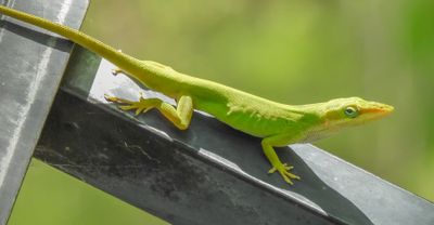 Green Anole Lizard