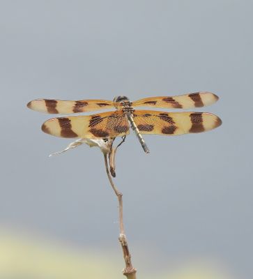 Halloween Pennant