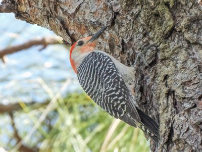Red-bellied Woodpecker