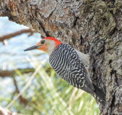 Red-bellied Woodpecker