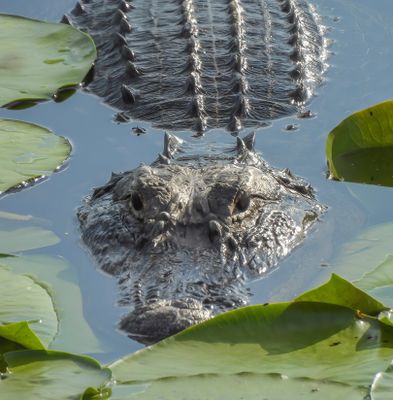 Alligator