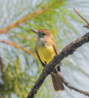 Great-Crested Flycatcher