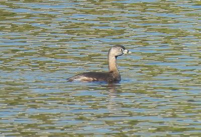 Pied-billed Grebe