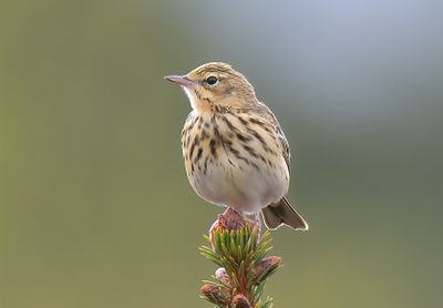 Tree Pipit 