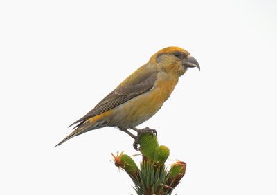 COMMON CROSSBILL