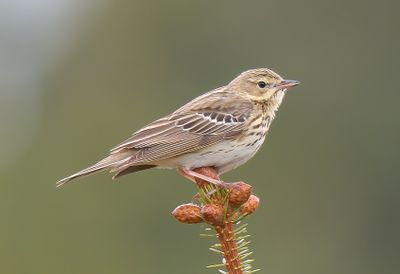 Tree Pipit 