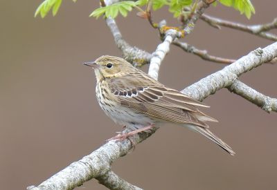 TREE PIPIT