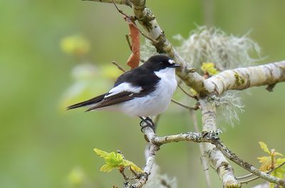 PIED FLYCATCHER