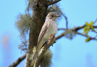 SPOTTED FLYCATCHER
