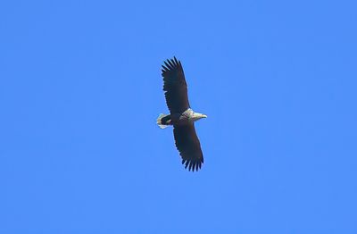 WHITE-TAILED SEA EAGLE