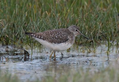 BIRDS OF THE WESTERN PALEARCTIC