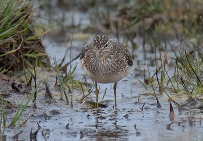 Solitary Sandpiper 