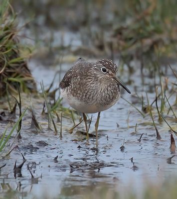 Solitary Sandpiper 