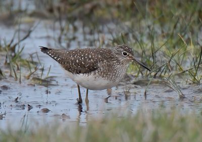 Solitary Sandpiper 