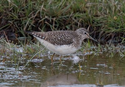 Solitary Sandpiper 