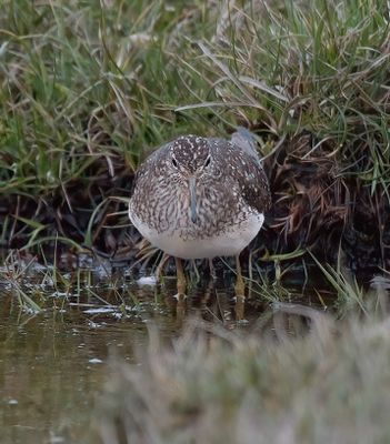 Solitary Sandpiper 