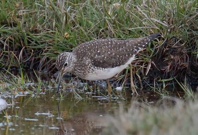 Solitary Sandpiper 